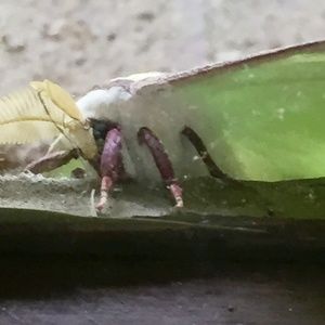 Meet your Posher, Codie